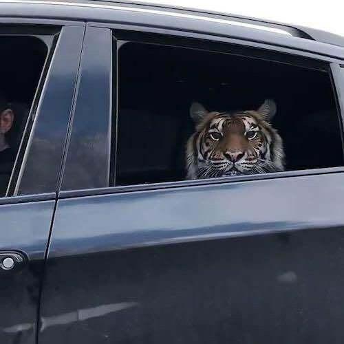 호랑이와 타이거.jpg