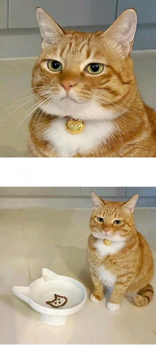 고양이 표정.jpg