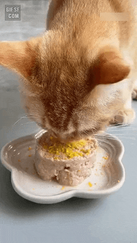 냥이와 오리 1 [움짤].gif